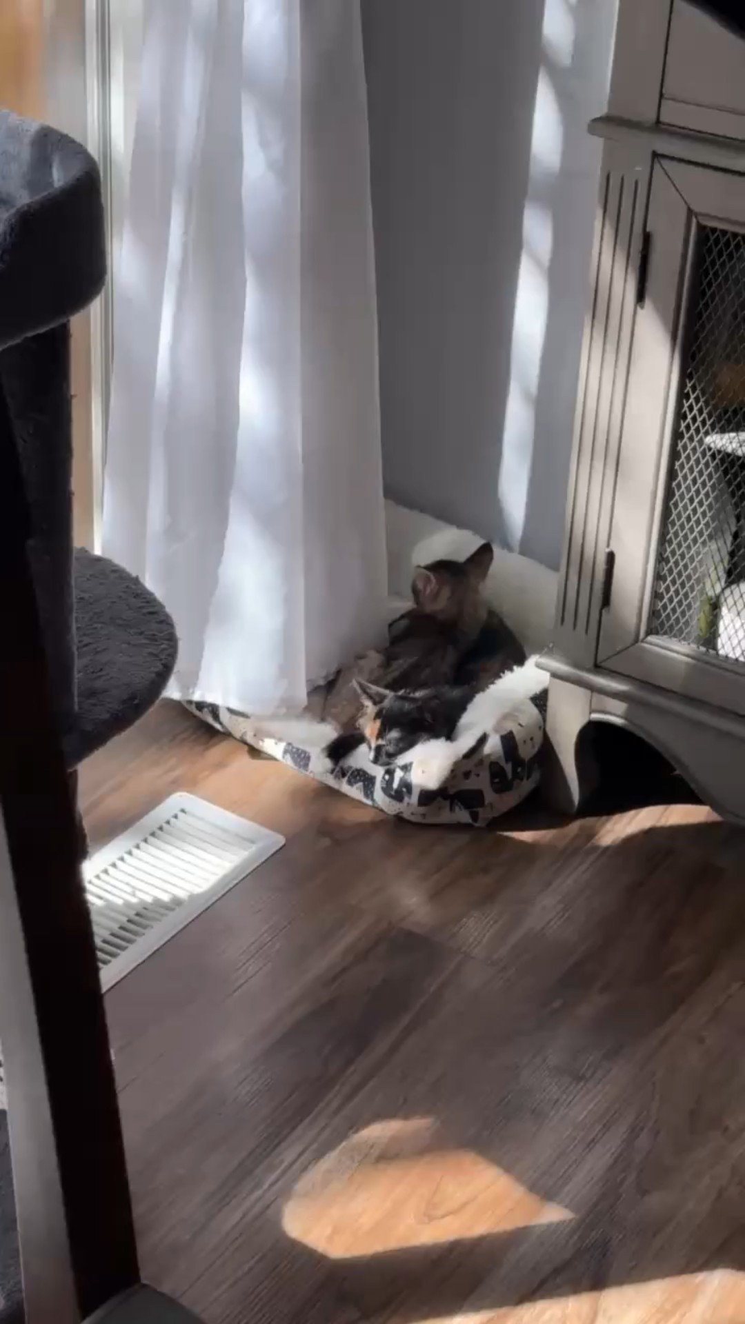 The kittens have found their favorite spot — this little bed gets carried from room to room chasing the best light ☀️💕 Pretty sure we’ll need a second one soon! Linking it (and a few other kitten must-haves) below.

#LTKPets #LTKFamily #LTKHome