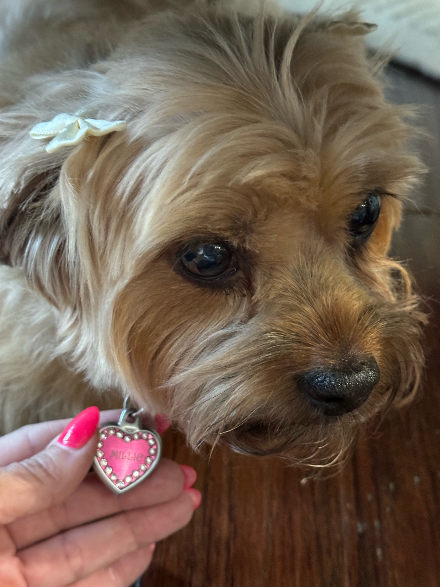 Millie recently got some new bling for her collar. 
She's linked some of her favorite name tags for her other fur friends! 🐾 

#LTKHome #LTKFindsUnder50 #LTKFamily