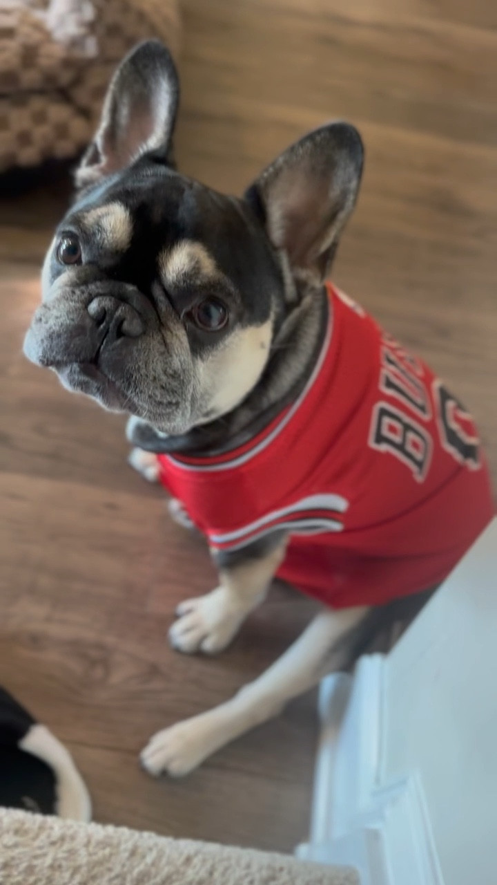 Deuce in his very first jersey—rookie of the year energy only!

#LTKPets #LTKStyleTip