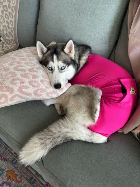 My little husky puppy had surgery last week and this surgery suit has been a blessing versus the plastic cone! It’s so comfy she actually likes wearing it! 

#LTKCyberSaleUK #LTKhome #LTKCyberWeek