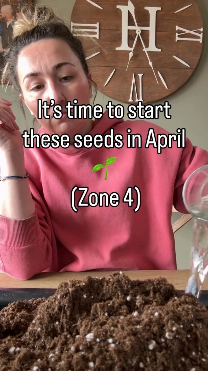 April = go time in a Zone 4 garden 🌱🙌 

If you’re wondering what to start right now—here’s your list 👇 

🌱 Start indoors: 
• Tomatoes (if you haven’t yet)
• Peppers (if you haven’t yet) 
• Basil 
• Broccoli / cabbage / cauliflower (it’s not too late)
• Zinnias 
• Marigolds 
• Pumpkins
• Winter Squash
• Zucchini 
• Cucumbers *prefers direct sow - I like to start some anyways 
• Melons

🌿 Direct sow outside (yes, already! I recommend checking soil temps daily for consistent temps of 45+)
• Peas 
• Spinach 
• Lettuce 
• Radishes 
• Carrots 
• Arugula 

❄️ Can handle the chill—don’t wait too long or you’ll miss the window!

Save this so you don’t forget what to plant next 🌿 

#zone4gardening #seedstarting #growyourownfood #springgarden gardenplanning