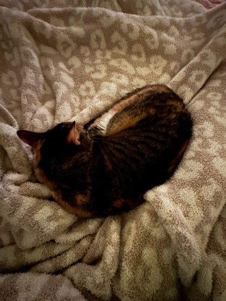 Barefoot Dreams blanket
Cat favorite
Home find
Nordstrom find 

#LTKhome