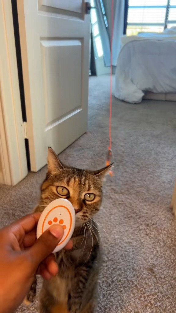 Keep your cat entertained for hours with the Happy Code Interactive Cat Toy! Designed to encourage play and exercise, this smart toy keeps curious cats engaged with unpredictable movement that sparks their natural hunting instincts. It’s a fun way to help reduce boredom, provide daily enrichment, and give your furry friend the stimulation they crave.

#HappyCode #InteractiveCatToy #CatToy #CatLover #PetProducts #IndoorCats #CatLife #PetMustHaves #AmazonFinds #Ad

#LTKdayinmylife #LTKHome