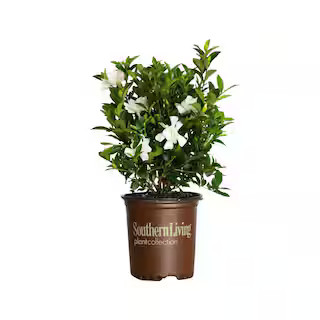 SOUTHERN LIVING 2.5 Qt. Jubilation Gardenia, Live Evergreen Shrub, White Fragrant Blooms 2096Q - ... | The Home Depot