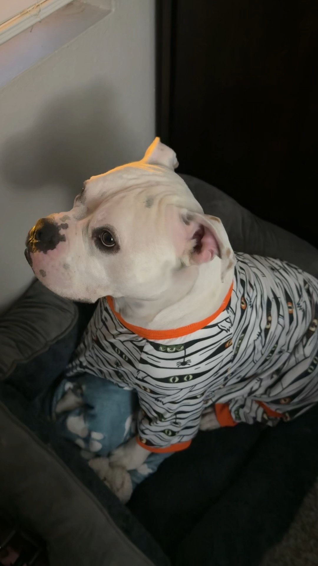 I found this at Aldi’s and found more similar online! Jake likes to wear this during cooler weather and to cuddle up in.  

#LTKHalloween #LTKPets #LTKFindsUnder50