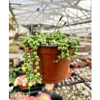 string Of Pearls, Hanging Succulent, Trailing Indoor Houseplant, Live Plant in 2"", 4"", 6"" Pot | Etsy (US)