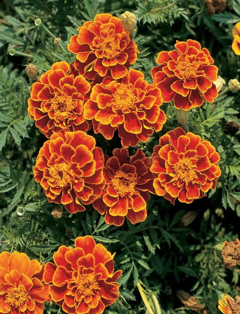 Marigold Queen Sophia Marigold USA Flower Seeds Heirloom NJ - Etsy | Etsy (US)
