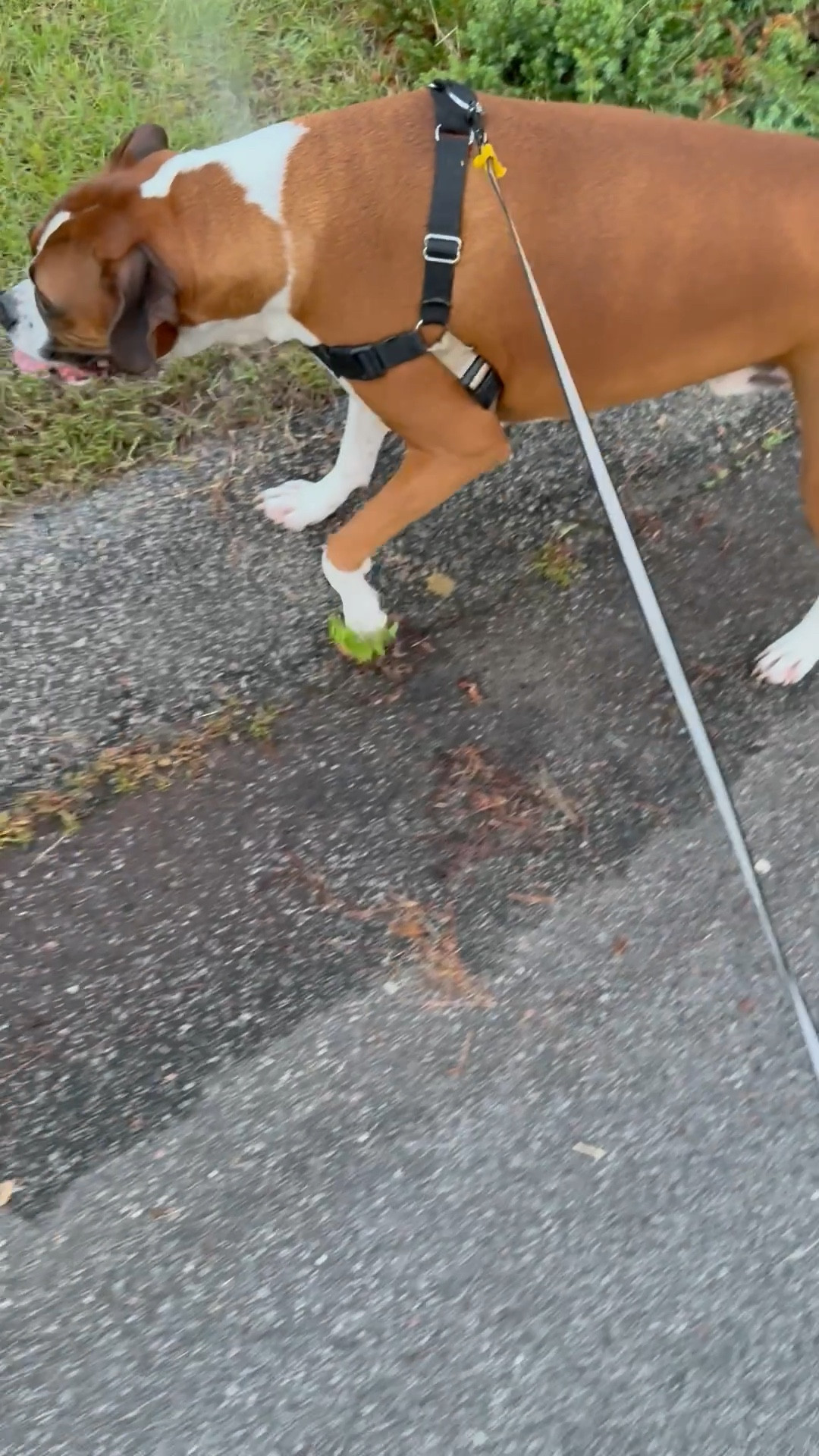 Another hot night, another walk with my boxer, Bruno. We’ve been losing power on and off due to the heat but luckily it doesn’t stay off too long!!!! 

It’s hard to stay motivated in this heat, but I’m doing my best!

#LTKPets #LTKPlusSize #LTKActive