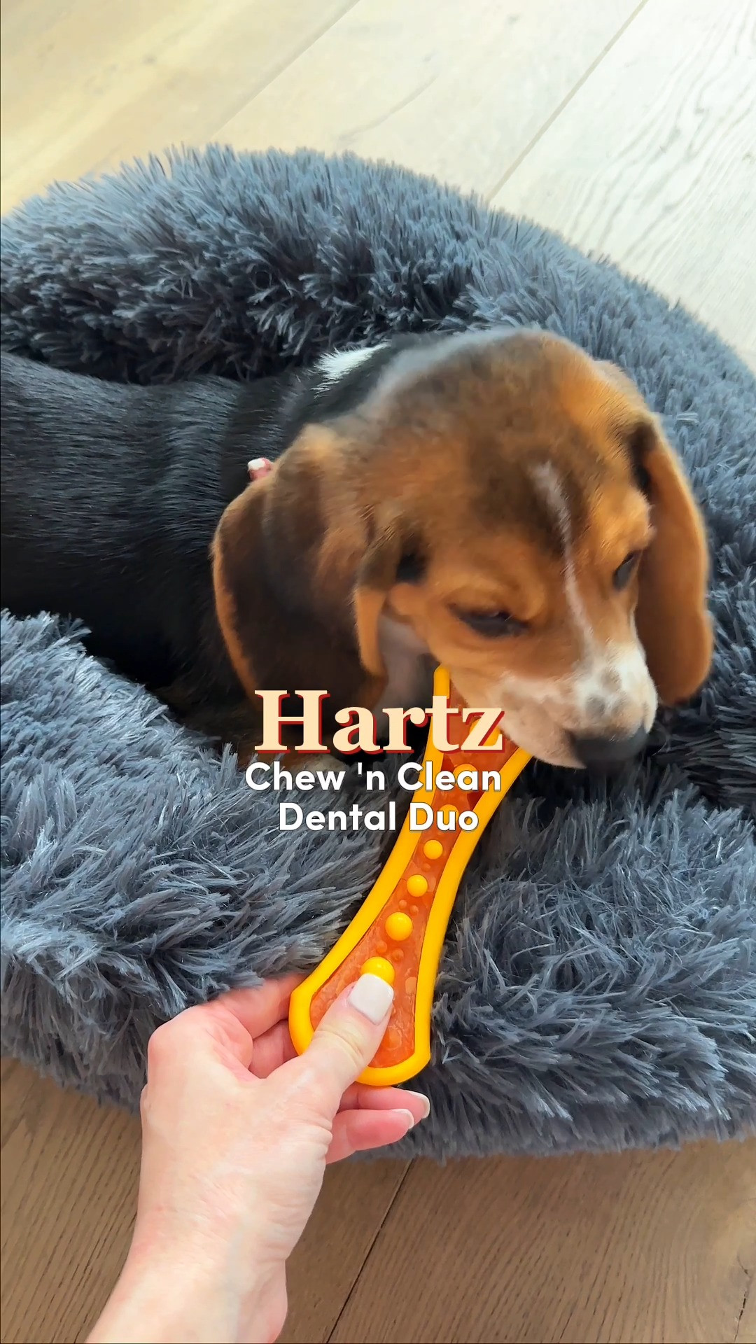 Maintaining clean teeth shouldn't involve endless struggles or stinky dog breath on your couch. 🪥 The Hartz Chew 'n Clean Dental Duo combines a durable, textured nylon outer shell with a tasty edible center that keeps dogs chewing happily. Perfect for dog owners who hate brushing their pet's teeth and want an easy, chew-based solution for tartar control and fresh breath. 🐕  #hartzpet #dogdentalcare #dogenrichment #dogchewtoys #dogownerhacks #doghealth #petcareessentials 

#LTKHome