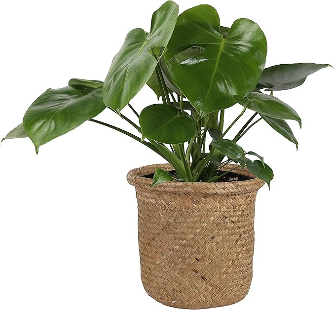 Costa Farms Swiss Cheese Monstera deliciosa, Indoor Plant in Seagrass Basket, 20-Inches Tall, Nat... | Amazon (US)