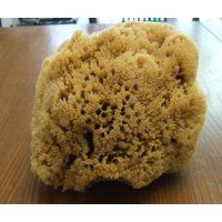Vintage Natural Sea Sponge For Craft Or Beach Coastal Nautical Decor | Etsy (US)