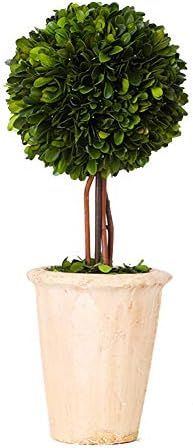 Real Preserved Boxwood Evergreen Globe Tree Topiary in Terracotta Planter Green Plant for Home De... | Amazon (US)