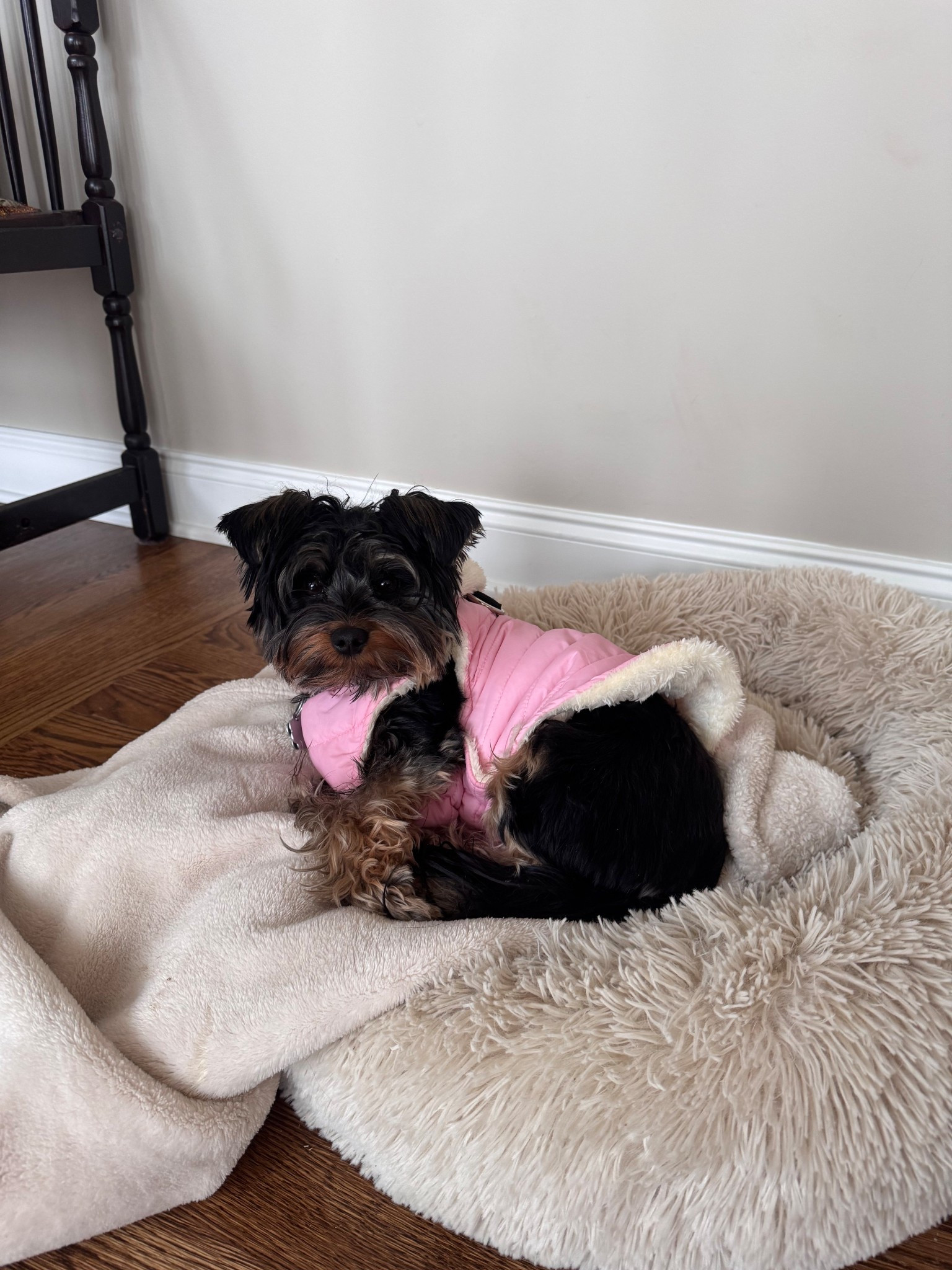 Lily’s snow parka keepin her warm💕 #snowday #pet