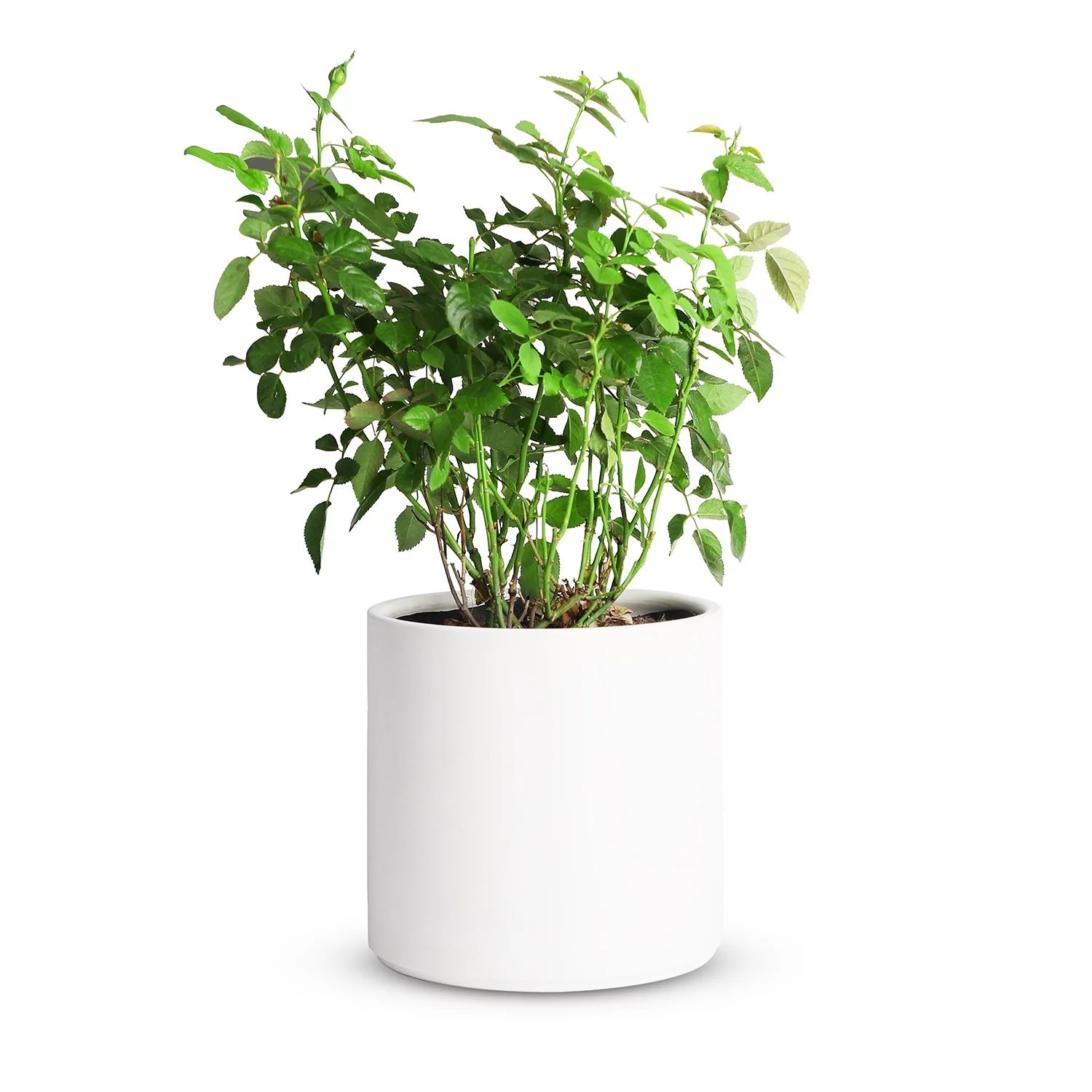 Mozing Ceramic Plant Pots Indoor - 10 x 10 inch Modern Flower Pot with Drainage Hole (White) | Walmart (US)
