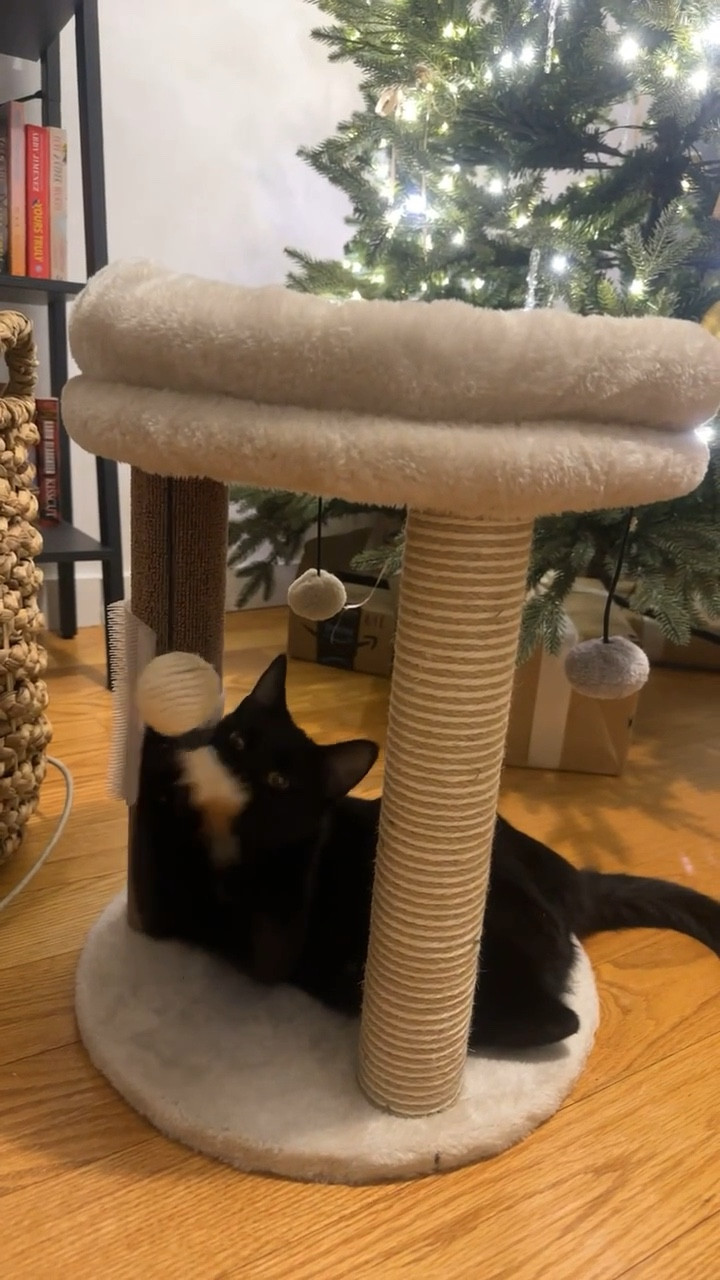 My girl with her favorite cat tower/ toy 🖤

#LTKmomlife #LTKdayinmylife #LTKFindsUnder50