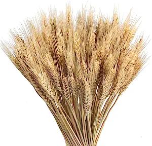 Amazon.com: GTIDEA 100pcs Wheat Stalks Bundle Dried Wheat Sheaves Natural Dried Flowers Arrangeme... | Amazon (US)