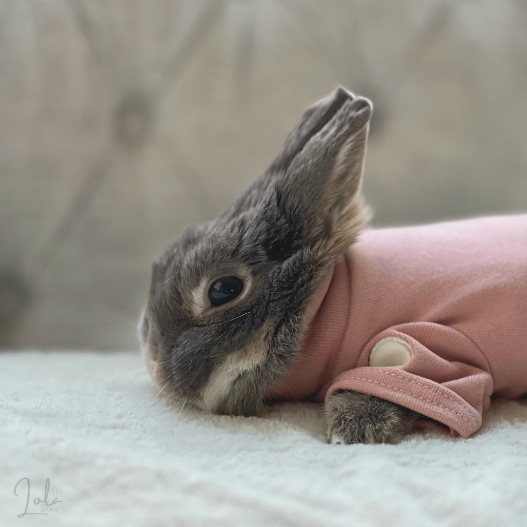 Meet my baby Lola Grey! The sweetest most adorable little Netherland Dwarf Bunny! #pet #animal #bunny  

 #LTKMostLoved #LTKPets #LTKBaby