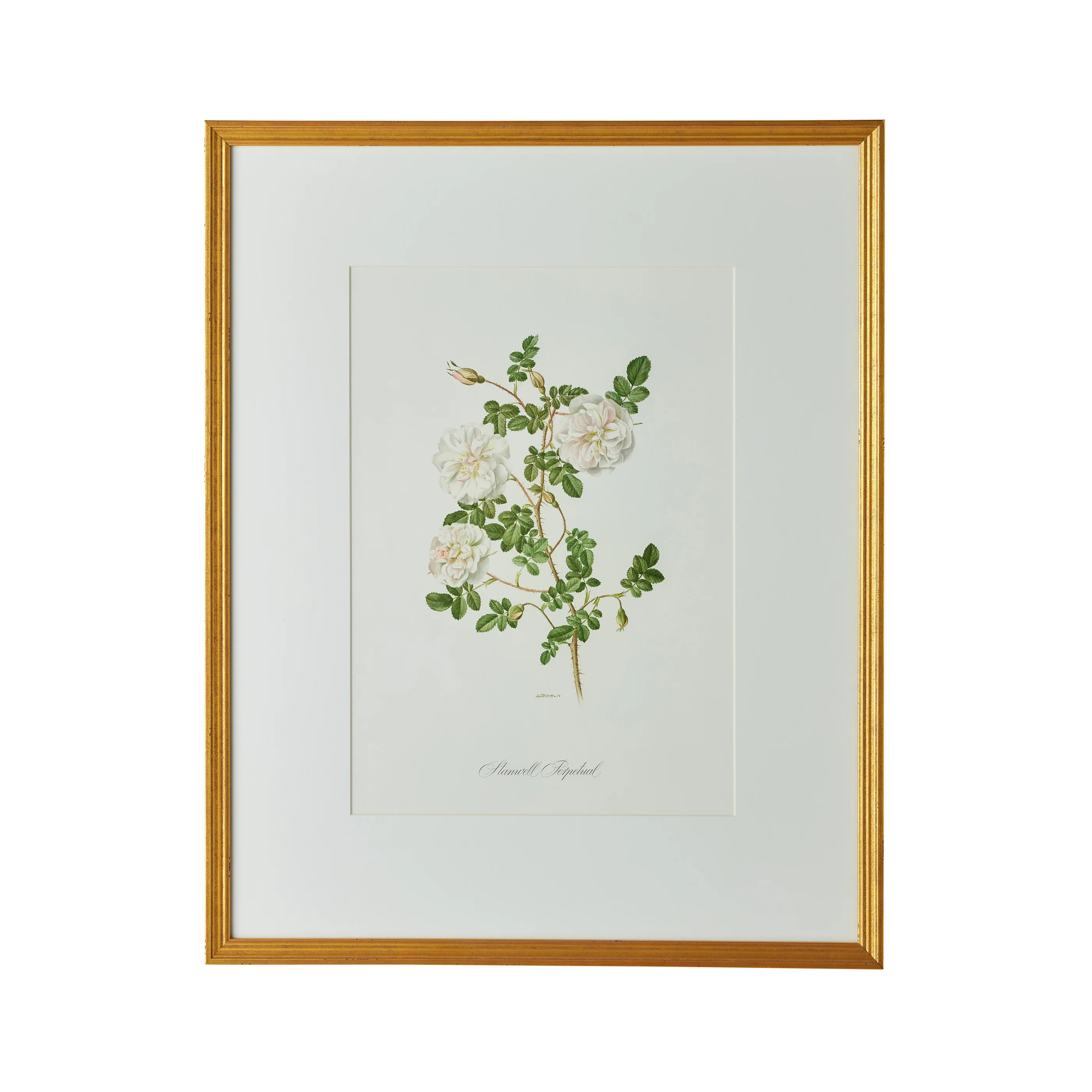 Stamwell Perpetual Artwork | Caitlin Wilson Design