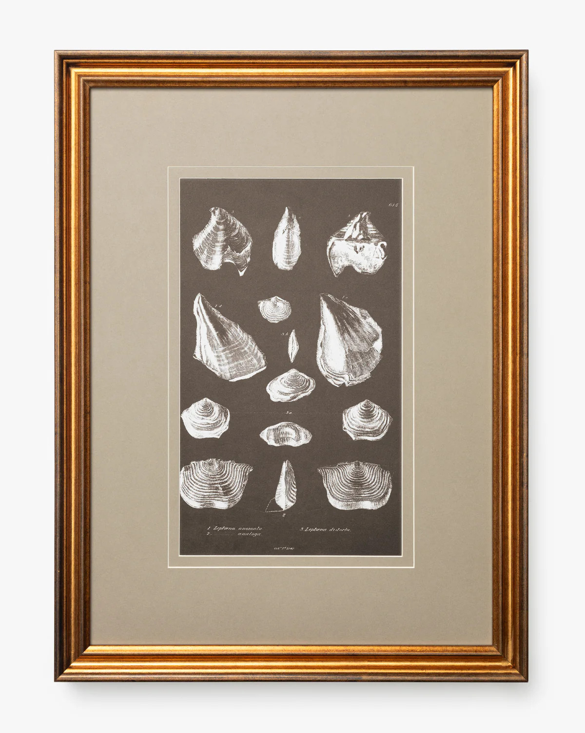 Conchology Study Triptych No. 1 | McGee & Co. (US)