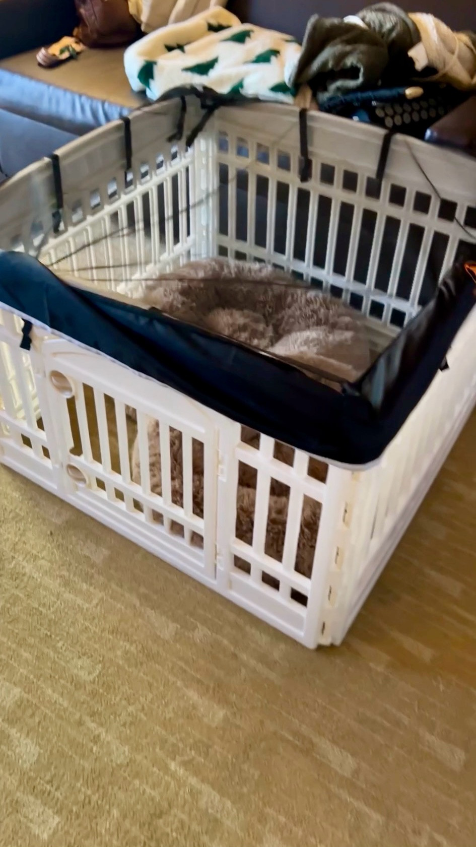Our favorite dog pen for road trip trips! Perfect for setting up in our hotels. The dogs love this set up.

#LTKmomlife #LTKdayinmylife #LTKTravel