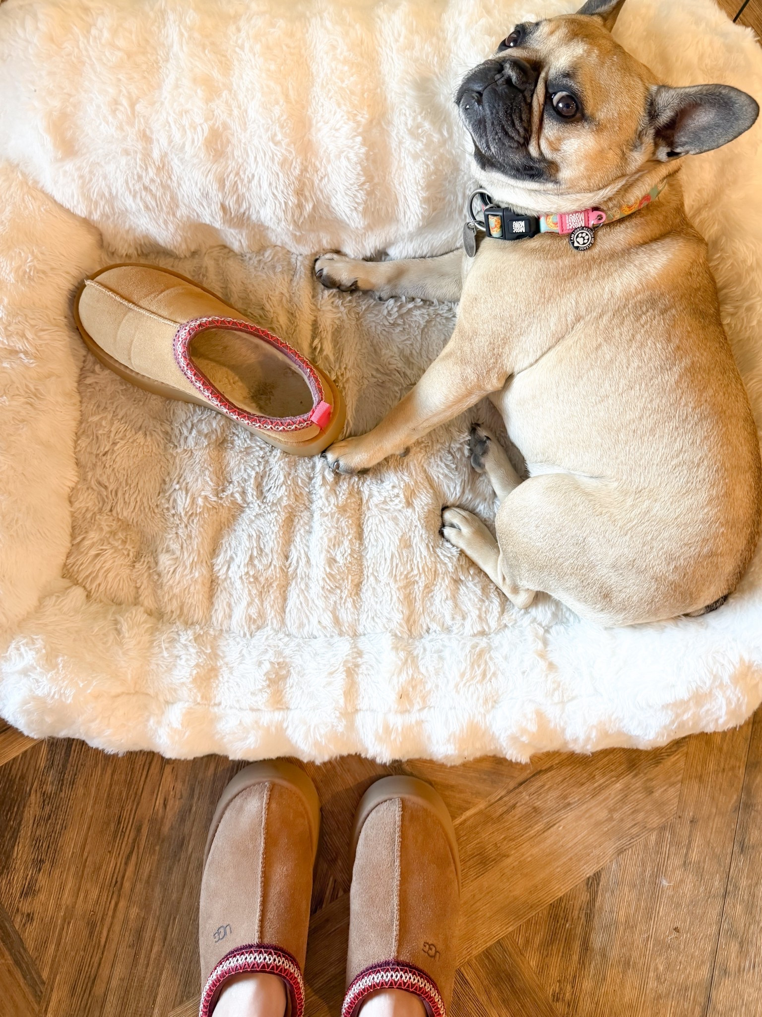 Lola likes the Amazon slippers and I liked the Uggs. 🤷🏻‍♀️ to each their own. 




Ugg slippers, Christmas gift, gift ideas, Igg Tazz 2, easy gift Ideas, simple style finds, outfit ideas for moms, midsize style, size 10 style, size 12 style, favorite slippers, Amazon finds, Amazon favorites 

#LTKHome #LTKFindsUnder100 #LTKOver40