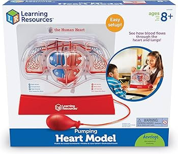 Learning Resources Pumping Heart Model - 1 Piece, Grades 3+ | Ages 8+ Educational Science Kit, Sc... | Amazon (US)