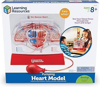 Learning Resources Pumping Heart Model - 1 Piece, Grades 3+ | Ages 8+ Educational Science Kit, Sc... | Amazon (US)