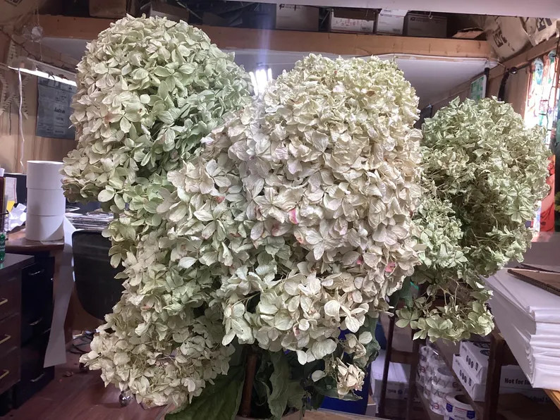 3 naturally dried Limelight Hydrangea blooms, Huge Blooms | Etsy (Global)