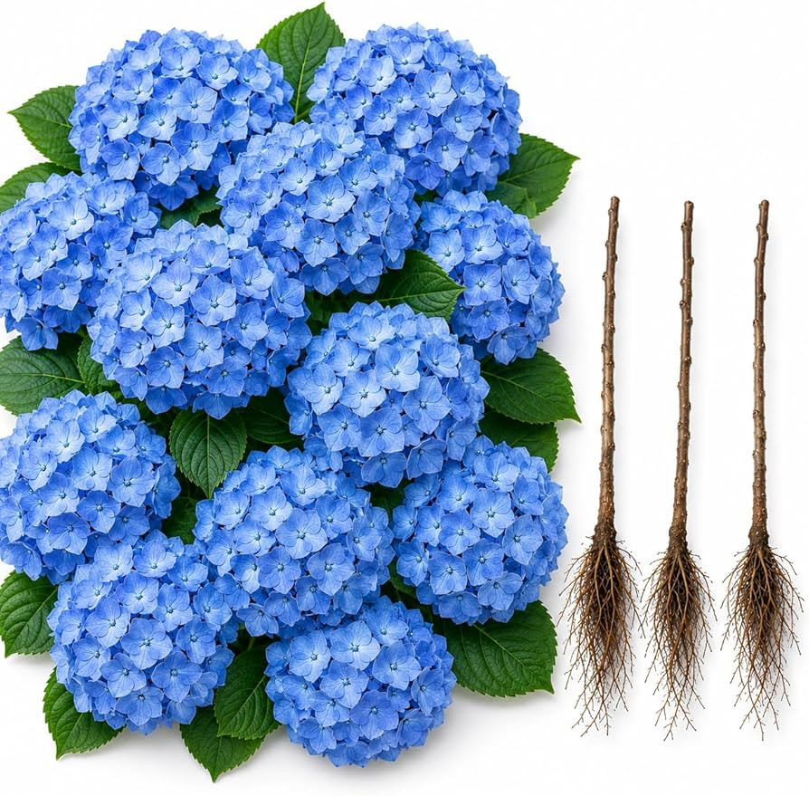 3 Dark Blue Hydrangea Live Plants for Growing \u2013 Dark Blue Mophead Hydrangea Bush \u2013 Hard... | Amazon (US)