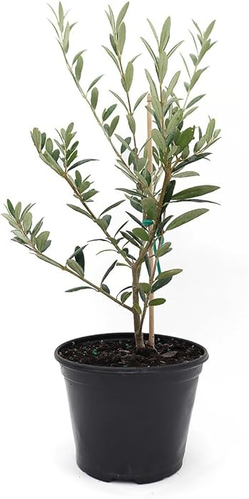 American Plant Exchange Arbequina Olive Tree – Live 5-Inch Pot, Fruit Bearing Tree, Cold Hardy ... | Amazon (US)
