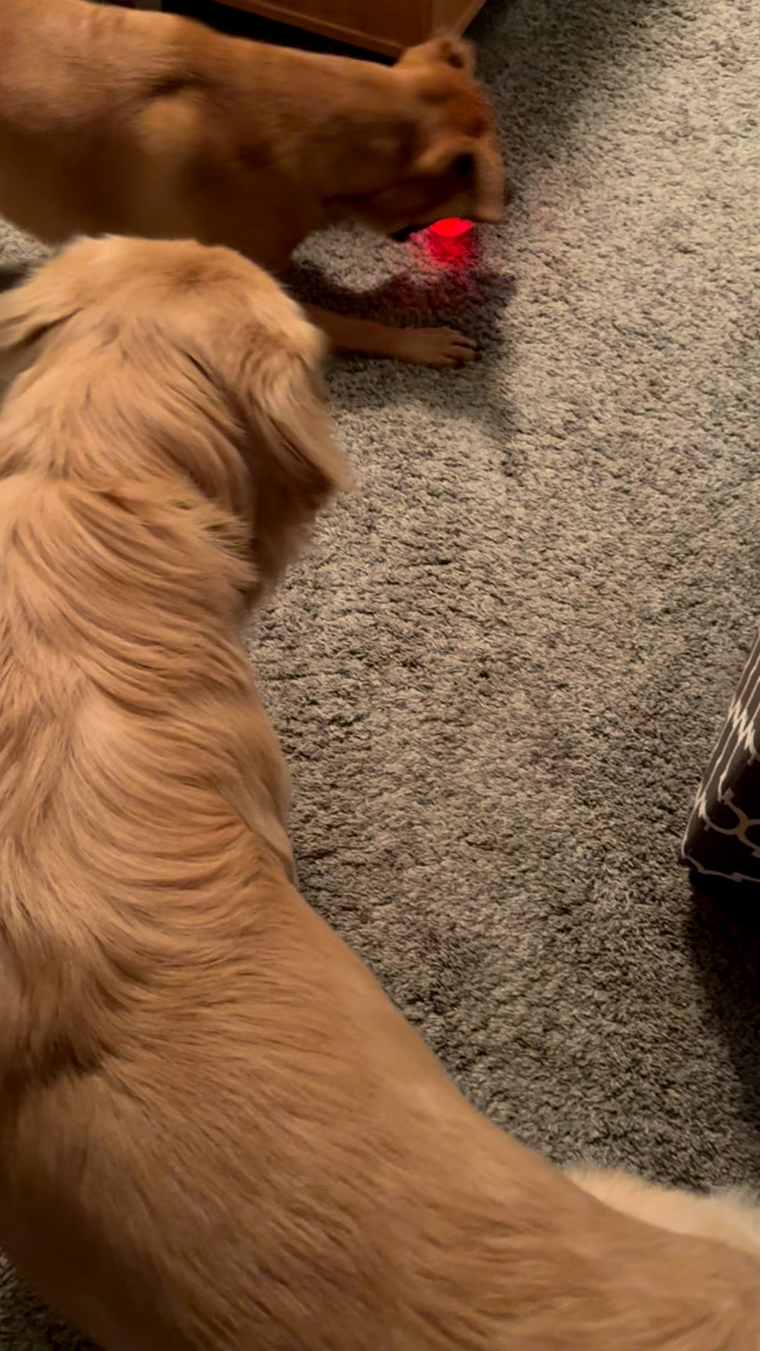 Just unlocked hours of entertainment for these two with this one toy🔓🎾 


#LTKpets #superball #goldenretriever #dogtoys #doglife #dogmom

#LTKdayinmylife