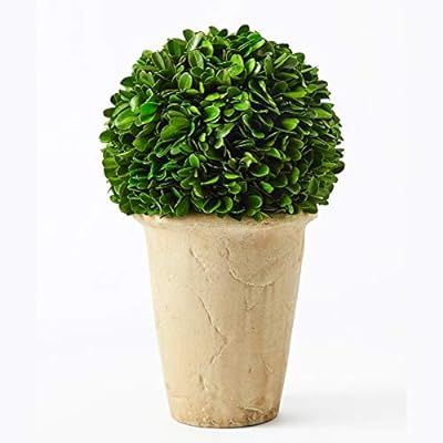 Boxwoodworld preserved boxwood green plant for home decor classic ball on pot design 11 inch high... | Amazon (US)