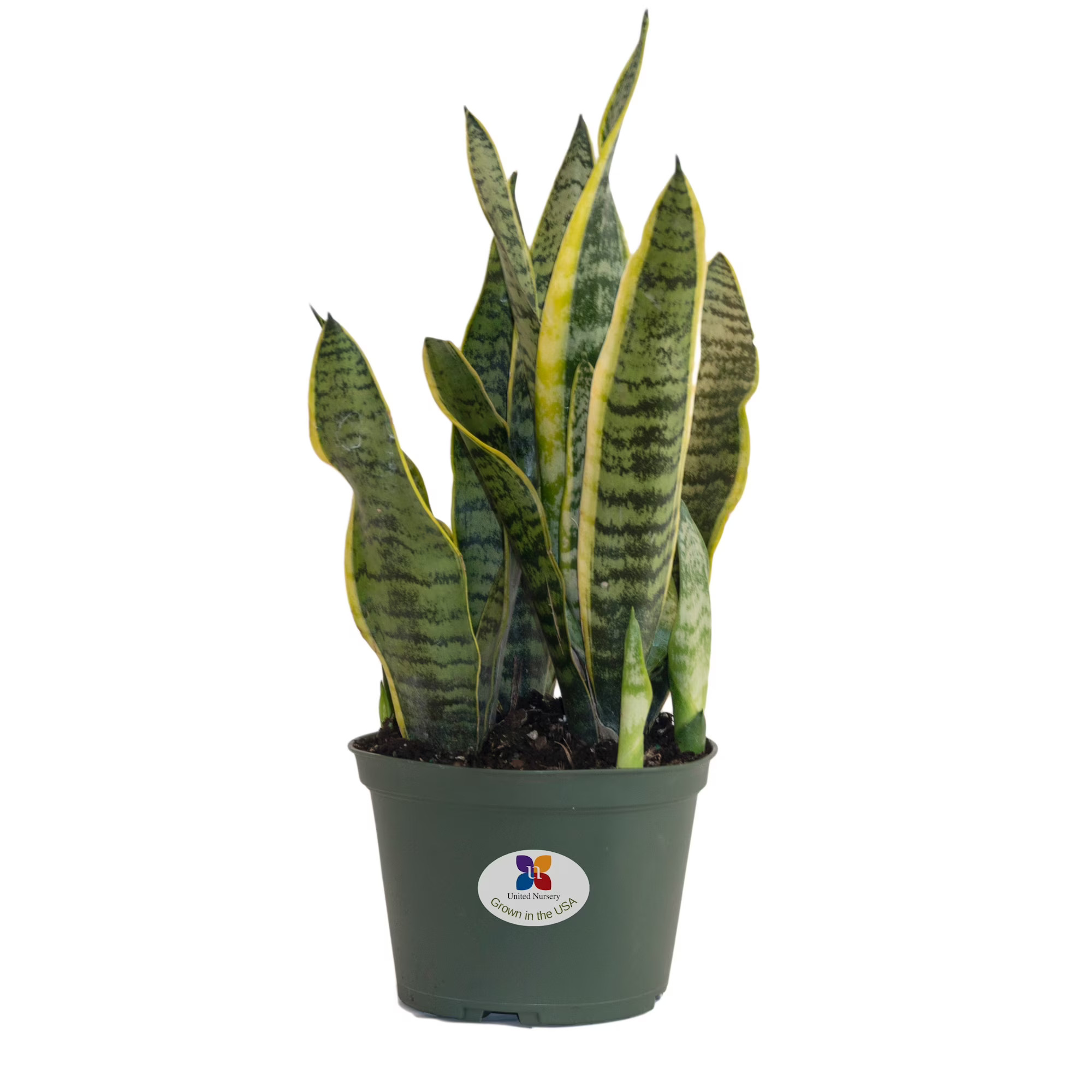 United Nursery Sansevieria Trifasciata Laurentii Snake Plant Live Indoor Outdoor House Plant Ship... | Walmart (US)