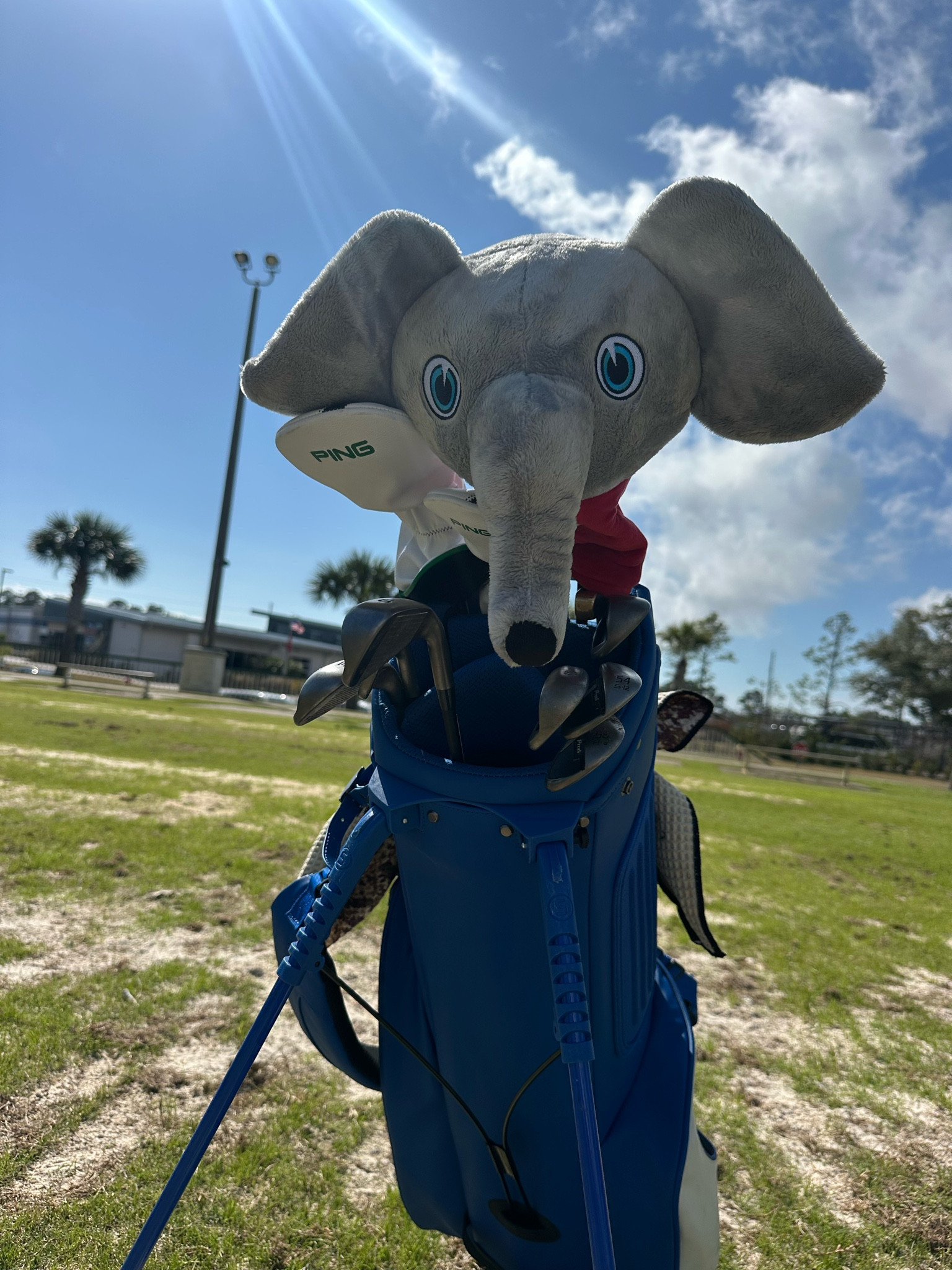 This driver club cover is perfect for the golfer who is also an Alabama fan!

#LTKMens #LTKGiftGuide #LTKSeasonal