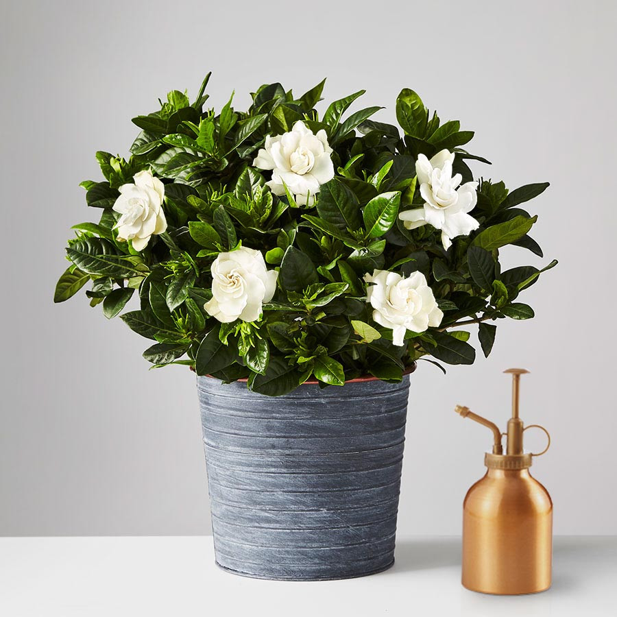 Gardenia Plant | plants.com