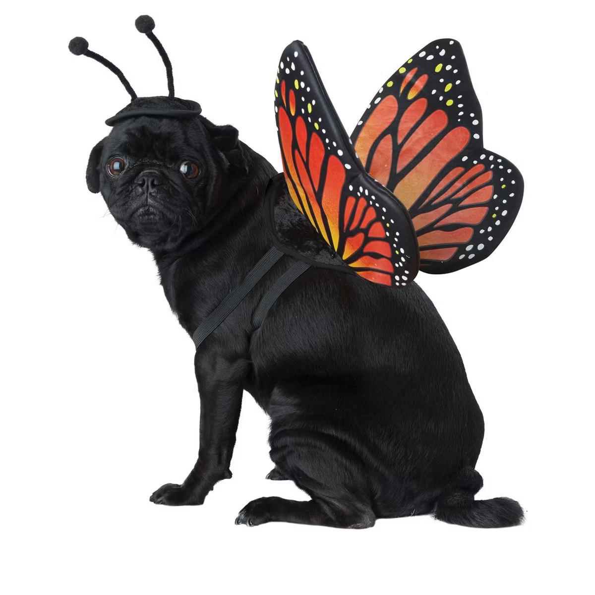 California Costumes Monarch Butterfly Pet Costume, Small | Target