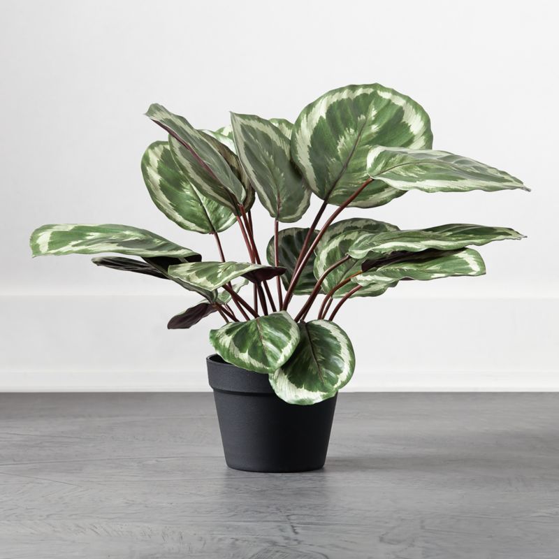 Potted Calathea Medallion 24" | CB2 | CB2