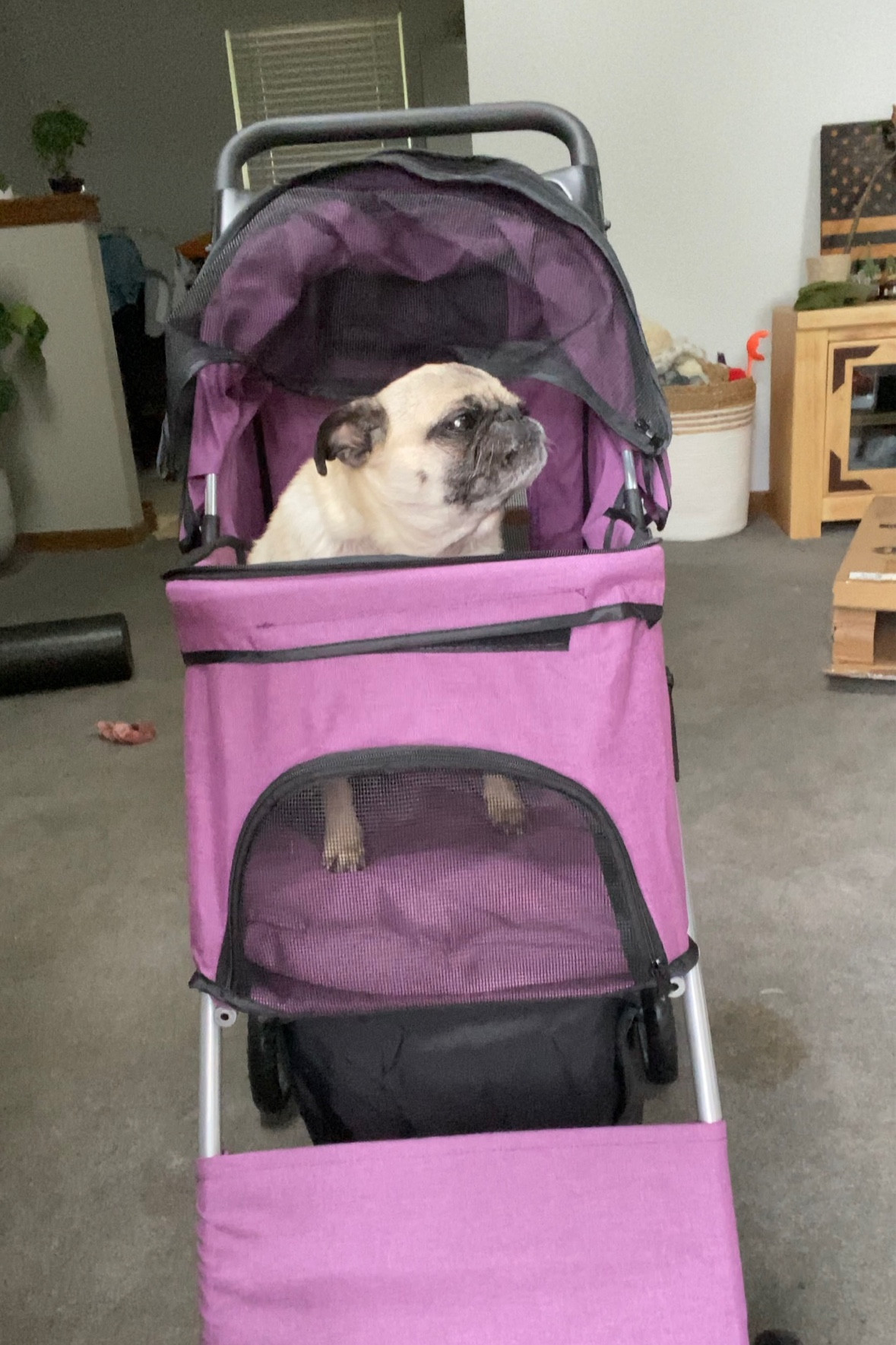 Affordable dog stroller! It’s just perfect for strolls around the neighborhood! It comes with a drink holder and snack pouch at the bottom 😂🥰🤩

#LTKtravel #LTKunder50 #LTKhome