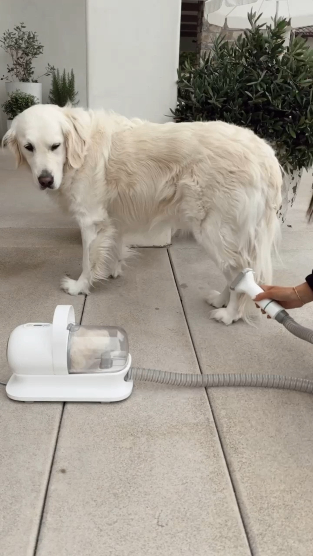 This pet vacuum is a must have!  If you have dogs this is game changer, it sucks all of the hair into the canister making it easy for cleaning too
StylinByAylin, Aylin, Amazon #pets #amazon

#LTKSeasonal #LTKGiftGuide #LTKHoliday