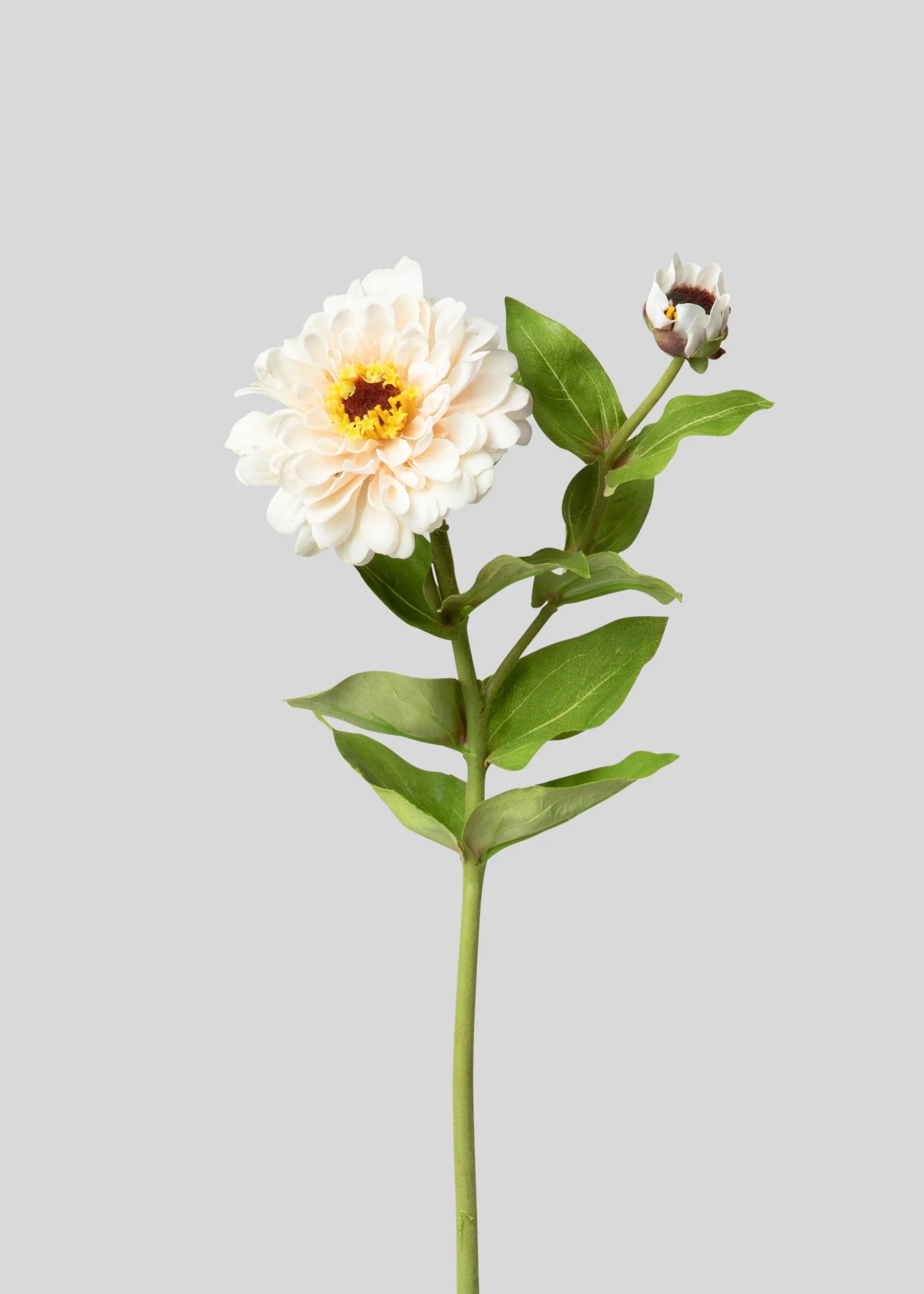 Cream Real Touch Zinnia Flower | Realistic Fake Botanicals | Afloral | Afloral