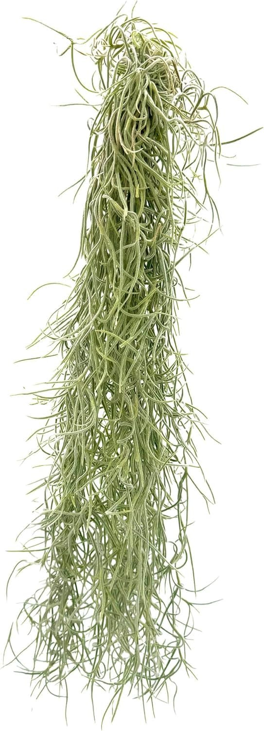 Tillandsia Usneoides ‘Thick-Colombian Spanish Moss’ - ragnaroc Indoor Tropical Plant 16” / ... | Amazon (US)