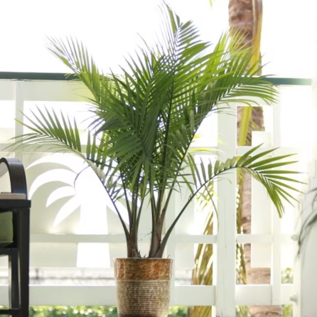 Majesty Palm House Plant (s) Pot | Lowe's