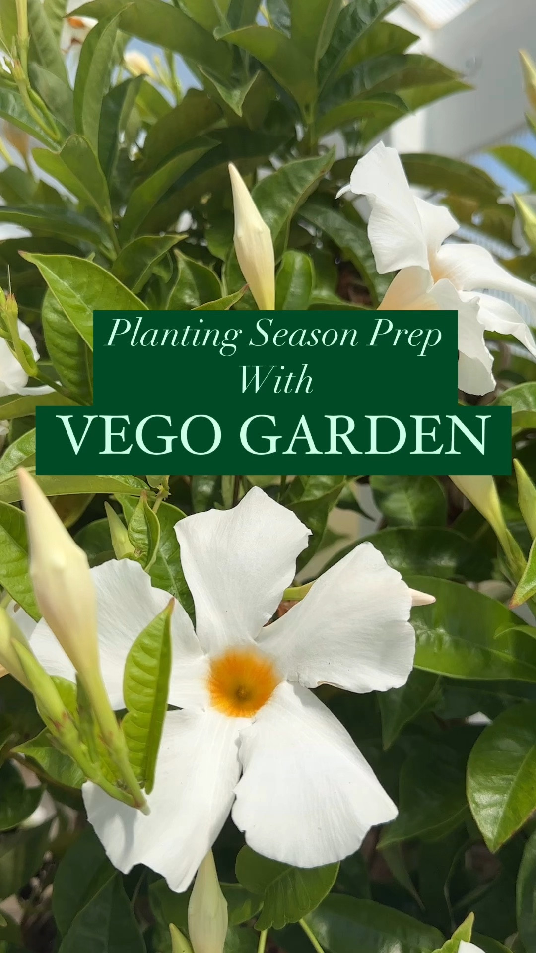 Garden / gardening / plants / greenhouse / spring / planters / raised beds / watering can 

#LTKWatchNow #LTKHome #LTKSeasonal