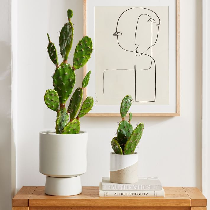 Faux Potted Flat Cacti Plant | West Elm (US)