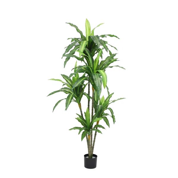 67" VARIEGATED DRACAENA PLANT | Wayfair Professional