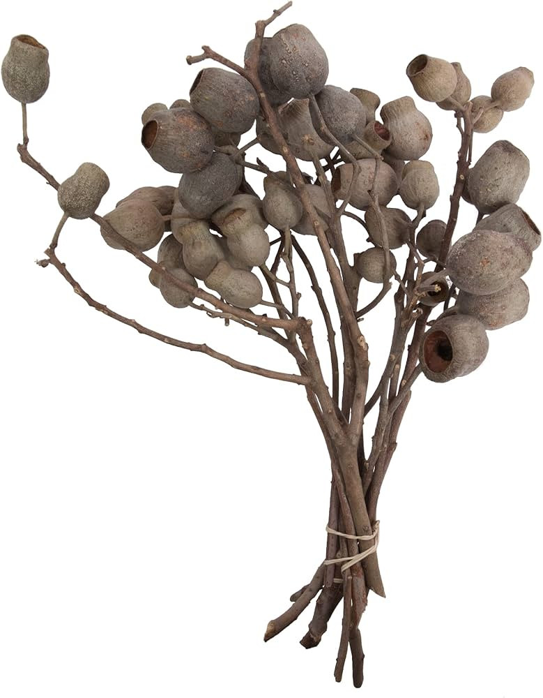 Vickerman Natural Botanicals 11" Bellgum Branch, Natural Preserved Foliage Dried Branch, 10 Stems... | Amazon (US)