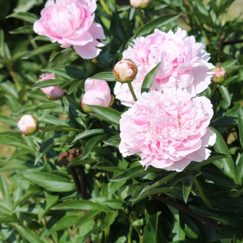 Pink Sarah Bernhardt Peony | Plant Addicts