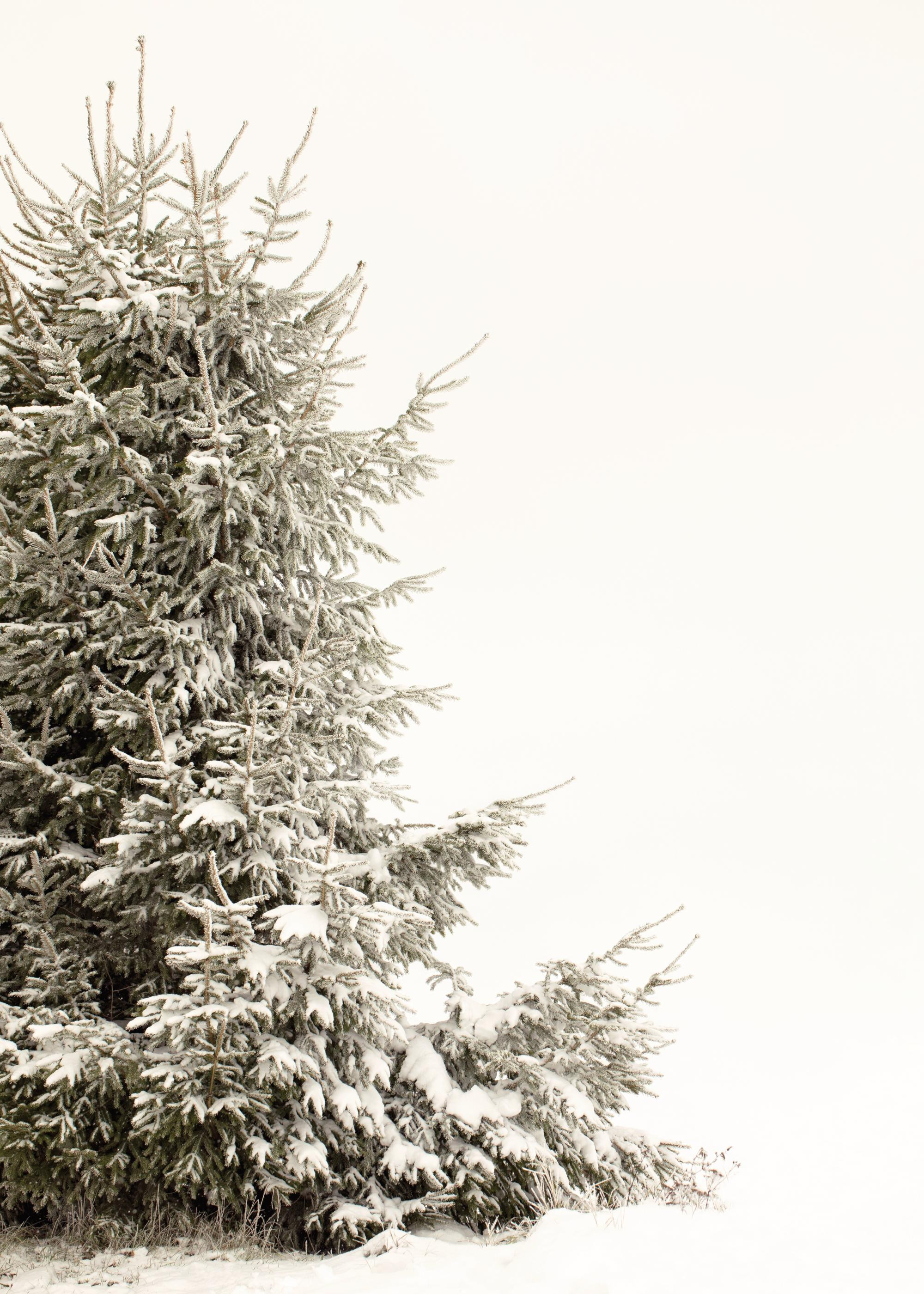 Snowy Holiday Tree Poster | Desenio