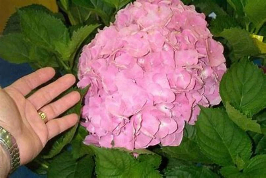 Goliath Hydrangea Quart Size - Etsy | Etsy (US)