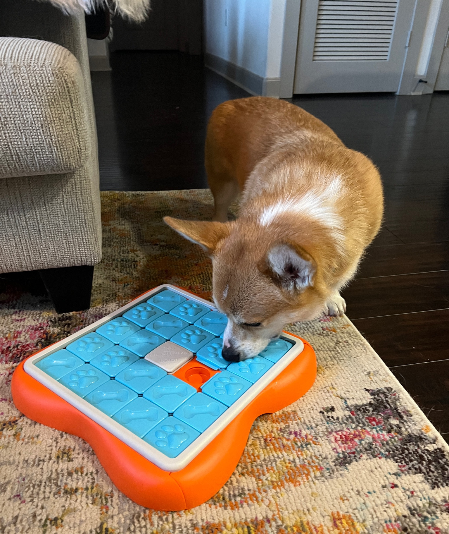The pawfect puzzle toy for a rainy day! We love using our puzzle toys to stay stimulated and entertained! 

#LTKhome #LTKfindsunder50